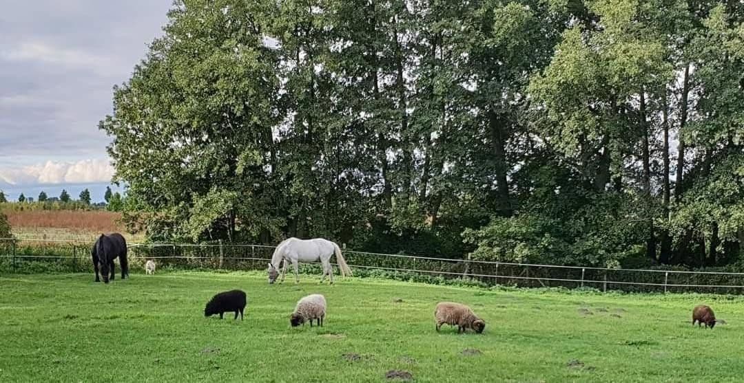 Prodej pozemku 7.566 m², An der Schule, 9, Nauen, Braniborsko Prodej pozemku 7.566 m², An der Schule, 9, Nauen, Braniborsko