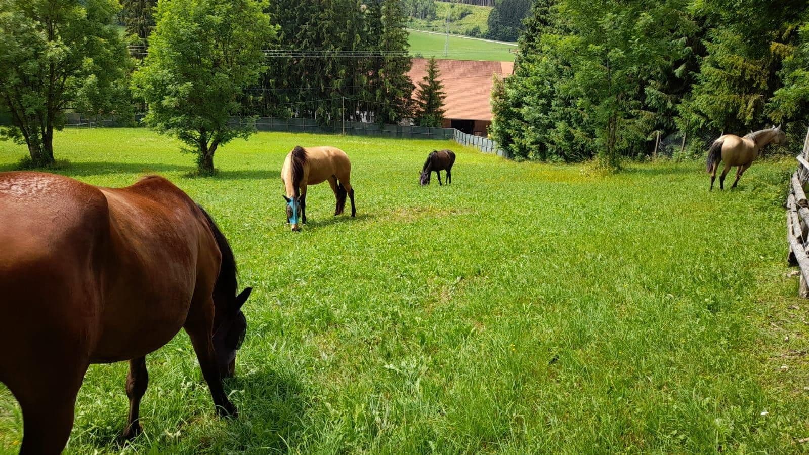 Prodej domu 330 m², pozemek 40.647 m², Füssen, Bavorsko Prodej domu 330 m², pozemek 40.647 m², Füssen, Bavorsko
