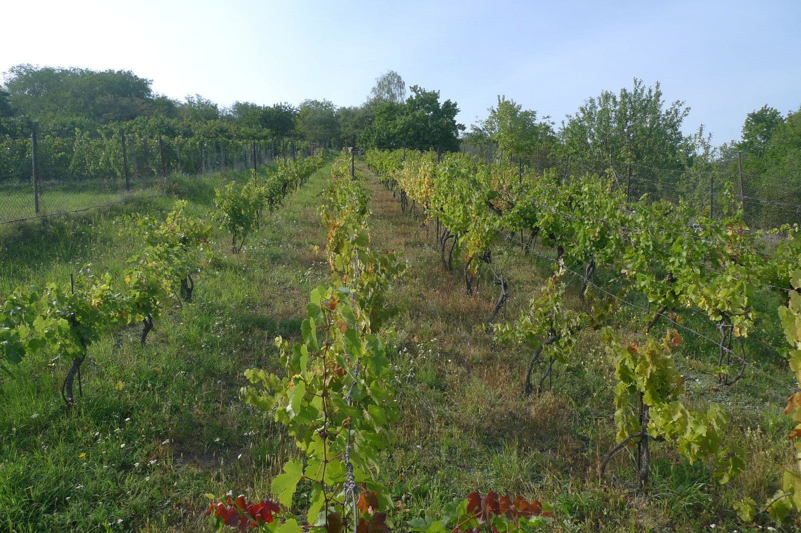 Prodej pozemku 3.055 m², Dolní Kounice, Jihomoravský kraj Prodej pozemku 3.055 m², Dolní Kounice, Jihomoravský kraj