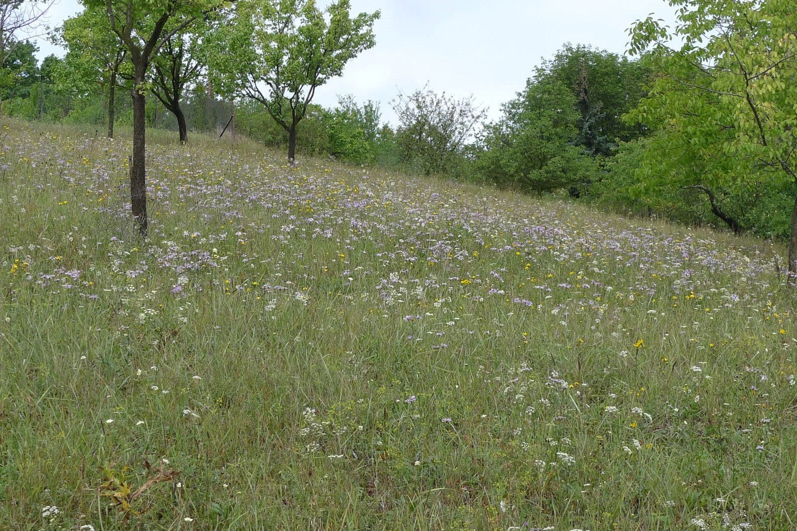 Prodej pozemku 3.055 m², Dolní Kounice, Jihomoravský kraj Prodej pozemku 3.055 m², Dolní Kounice, Jihomoravský kraj
