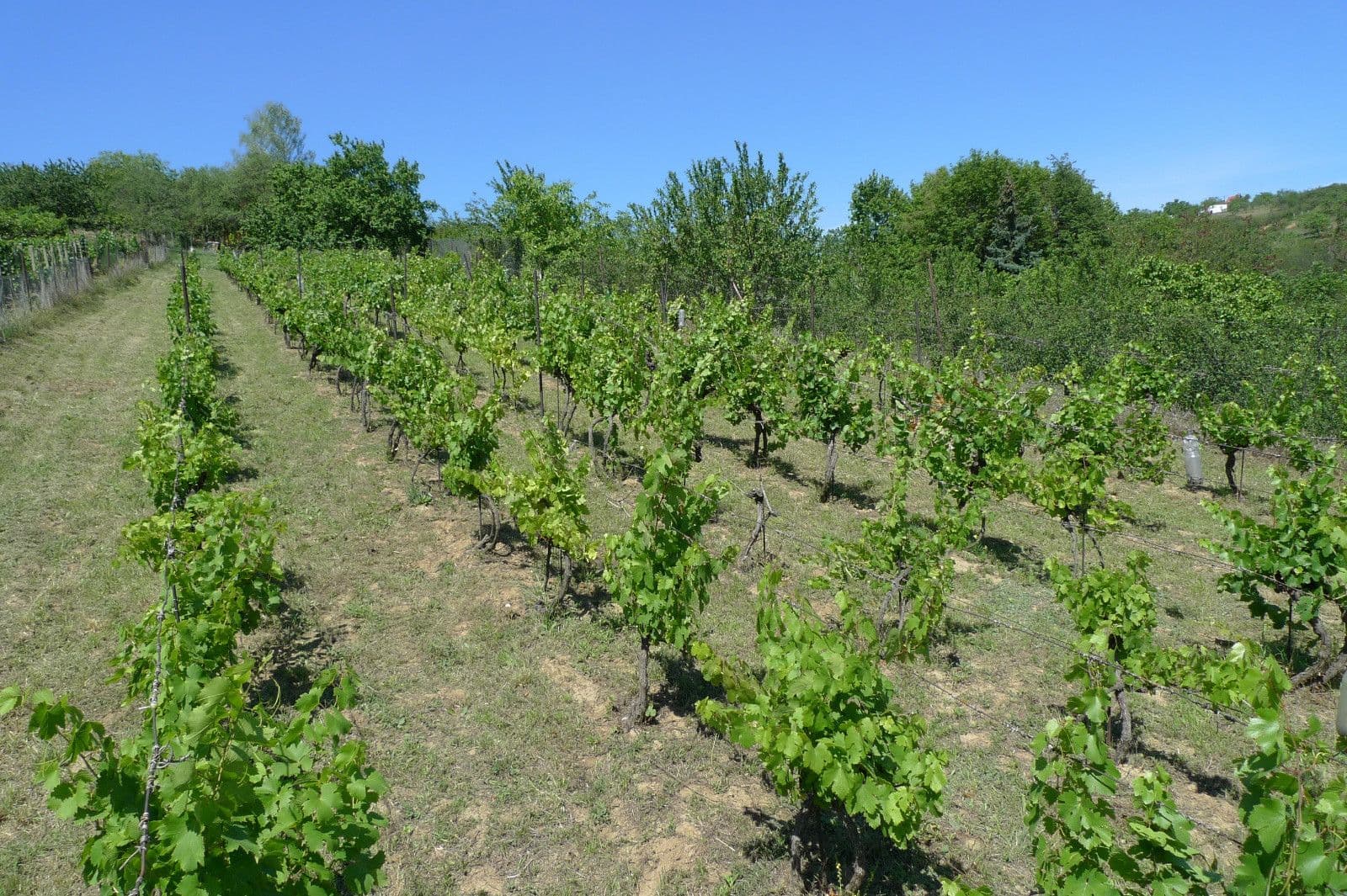 Prodej pozemku 3.055 m², Dolní Kounice, Jihomoravský kraj Prodej pozemku 3.055 m², Dolní Kounice, Jihomoravský kraj