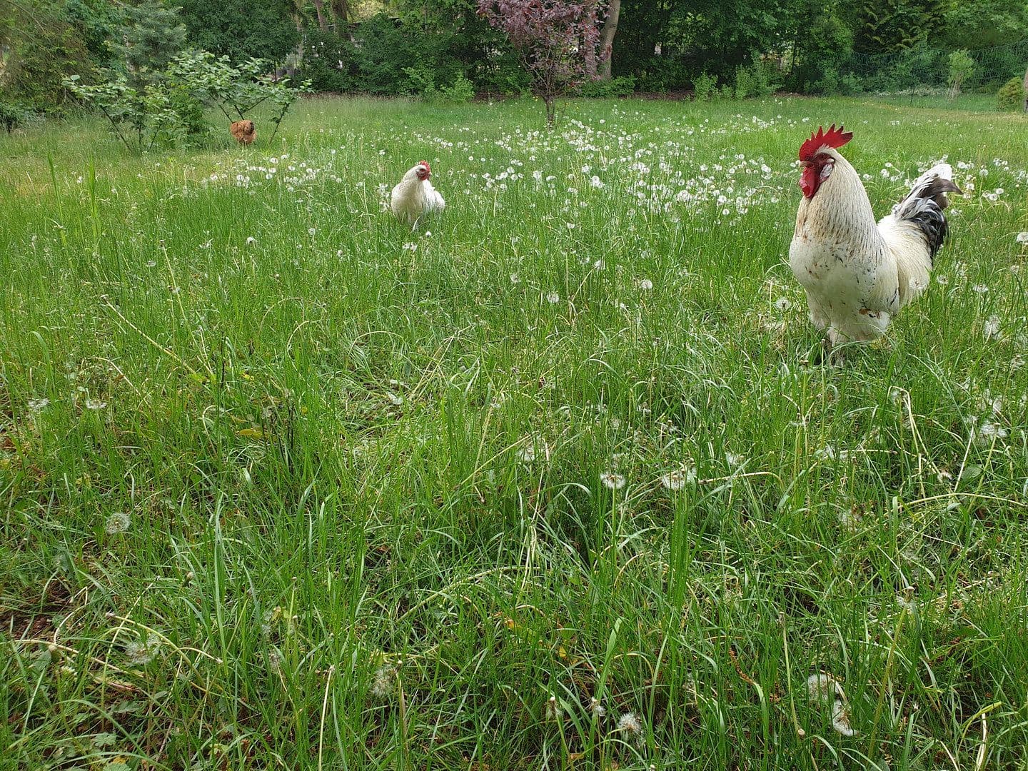Prodej domu 170 m², pozemek 2.000 m², Kremmen, Braniborsko Prodej domu 170 m², pozemek 2.000 m², Kremmen, Braniborsko