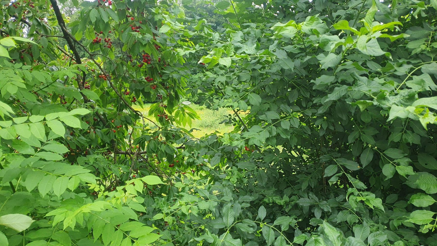 Pronájem domu 114 m², pozemek 400 m², Tegelbarg 14, Boostedt, Šlesvicko-Holštýnsko Pronájem domu 114 m², pozemek 400 m², Tegelbarg 14, Boostedt, Šlesvicko-Holštýnsko
