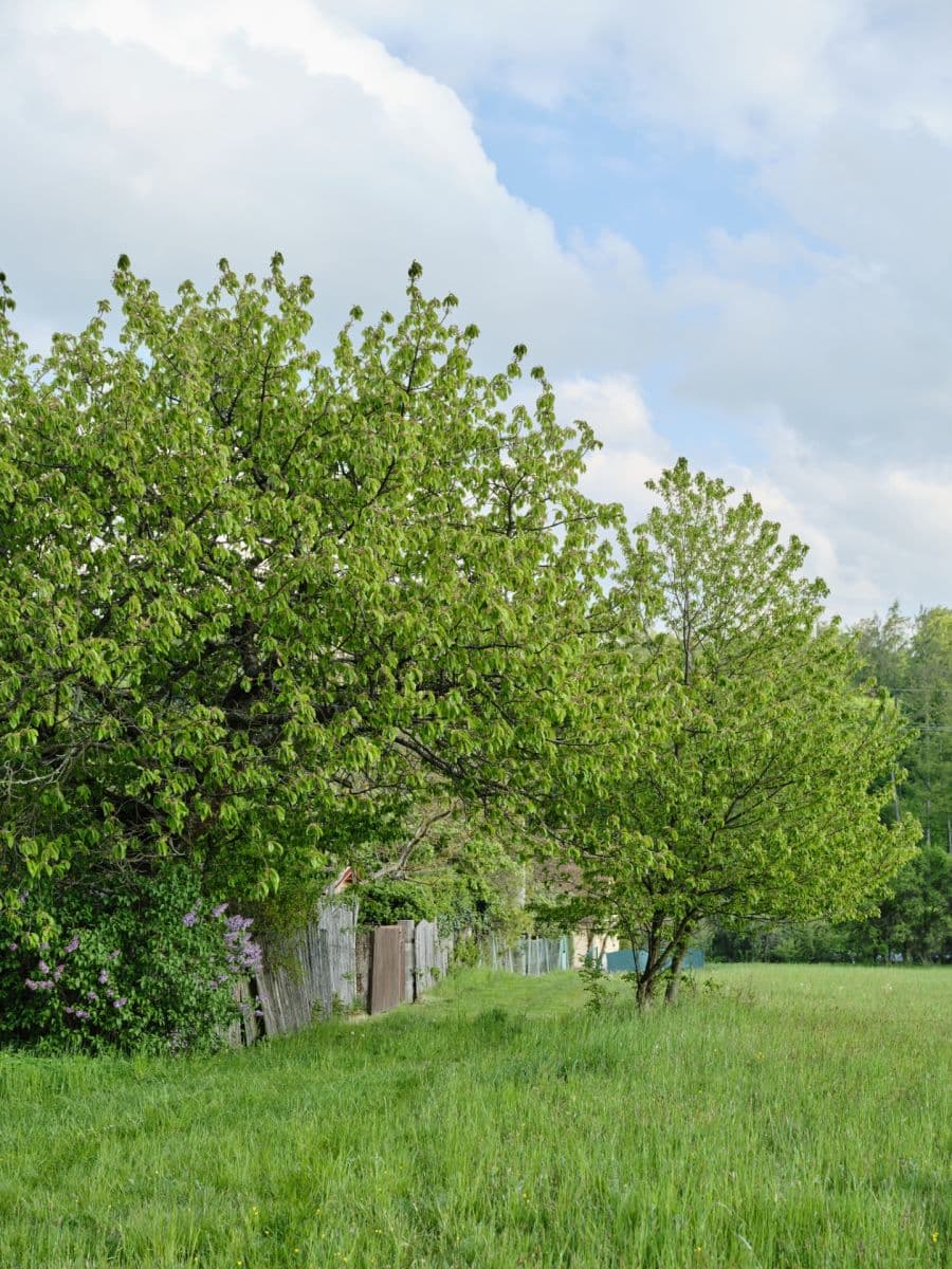 Prodej pozemku 1.885 m², Ledečko, Středočeský kraj Prodej pozemku 1.885 m², Ledečko, Středočeský kraj