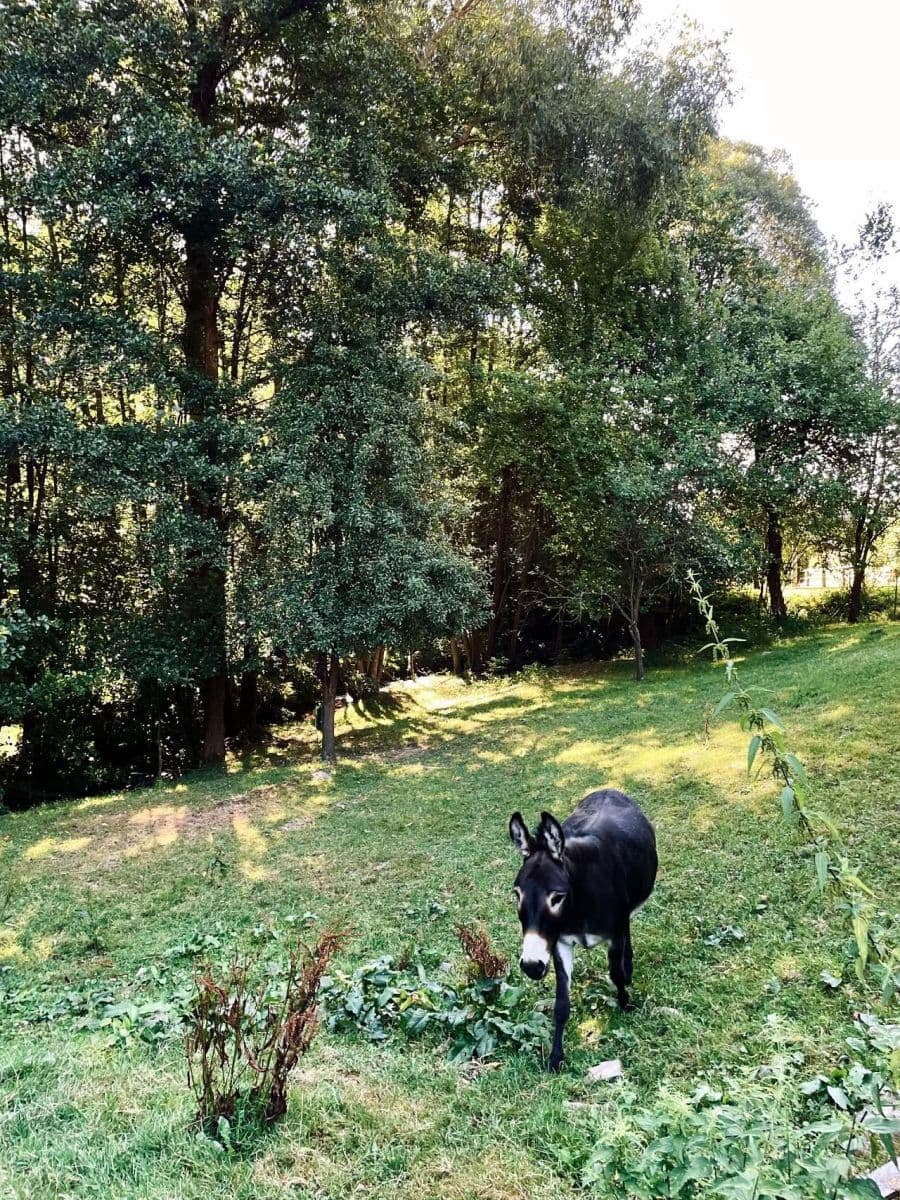 Pronájem chaty, chalupy, Třemešné, Plzeňský kraj Pronájem chaty, chalupy, Třemešné, Plzeňský kraj