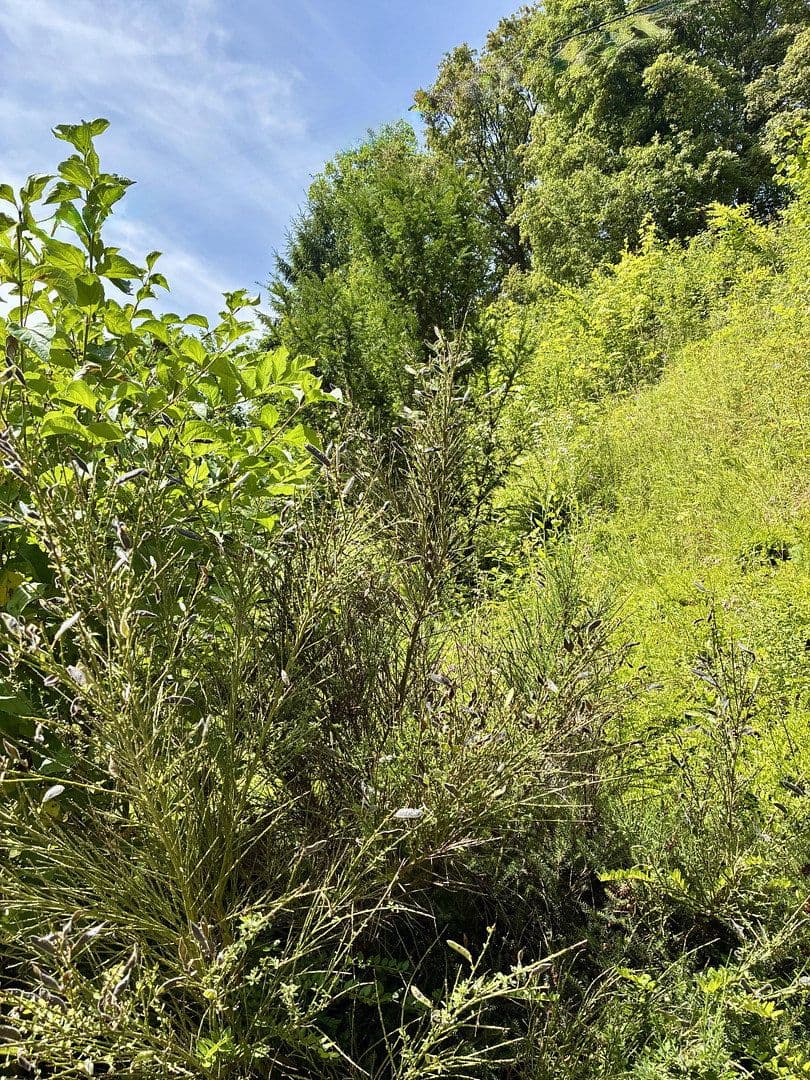 Prodej domu 163 m², pozemek 543 m², Schoppachstr.5, Rehlingen-Siersburg, Země Sársko Prodej domu 163 m², pozemek 543 m², Schoppachstr.5, Rehlingen-Siersburg, Země Sársko