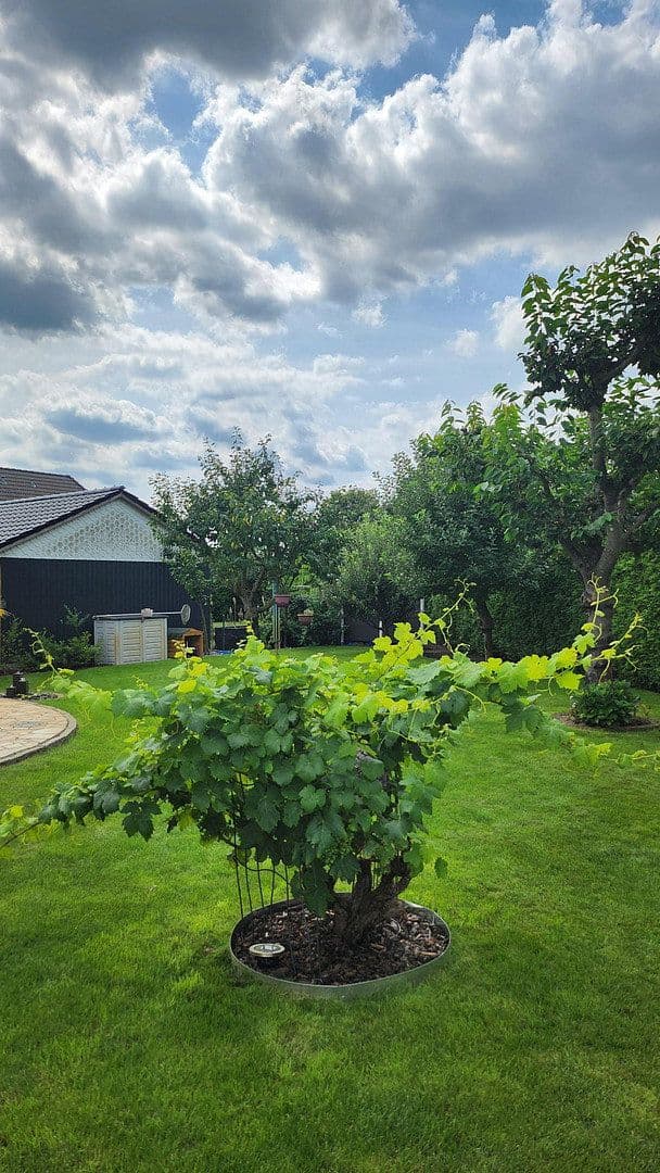 Prodej domu 144 m², pozemek 925 m², Schwedt/Oder, Braniborsko Prodej domu 144 m², pozemek 925 m², Schwedt/Oder, Braniborsko