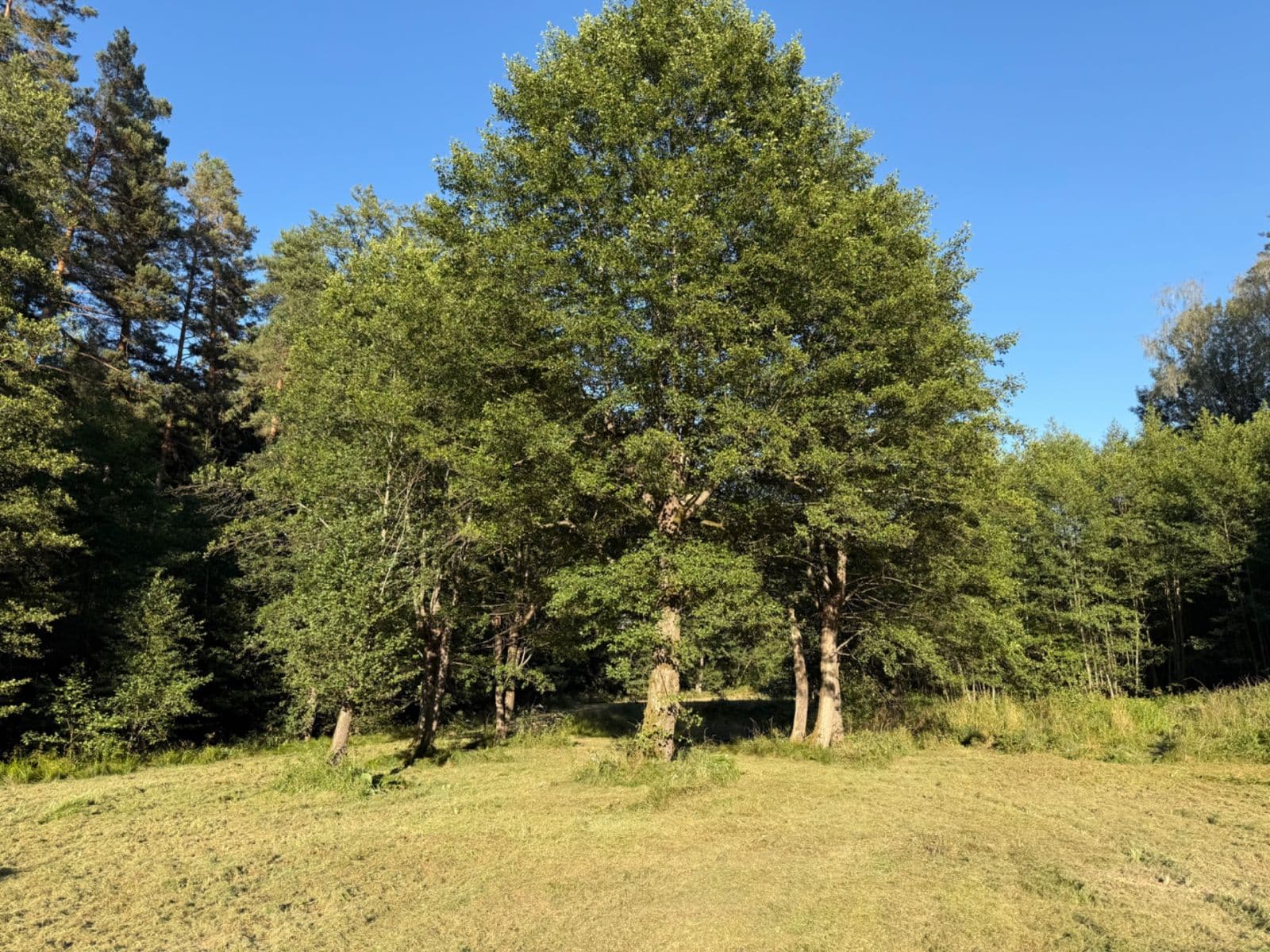 Prodej pozemku 8.551 m², Malšín, Jihočeský kraj Prodej pozemku 8.551 m², Malšín, Jihočeský kraj