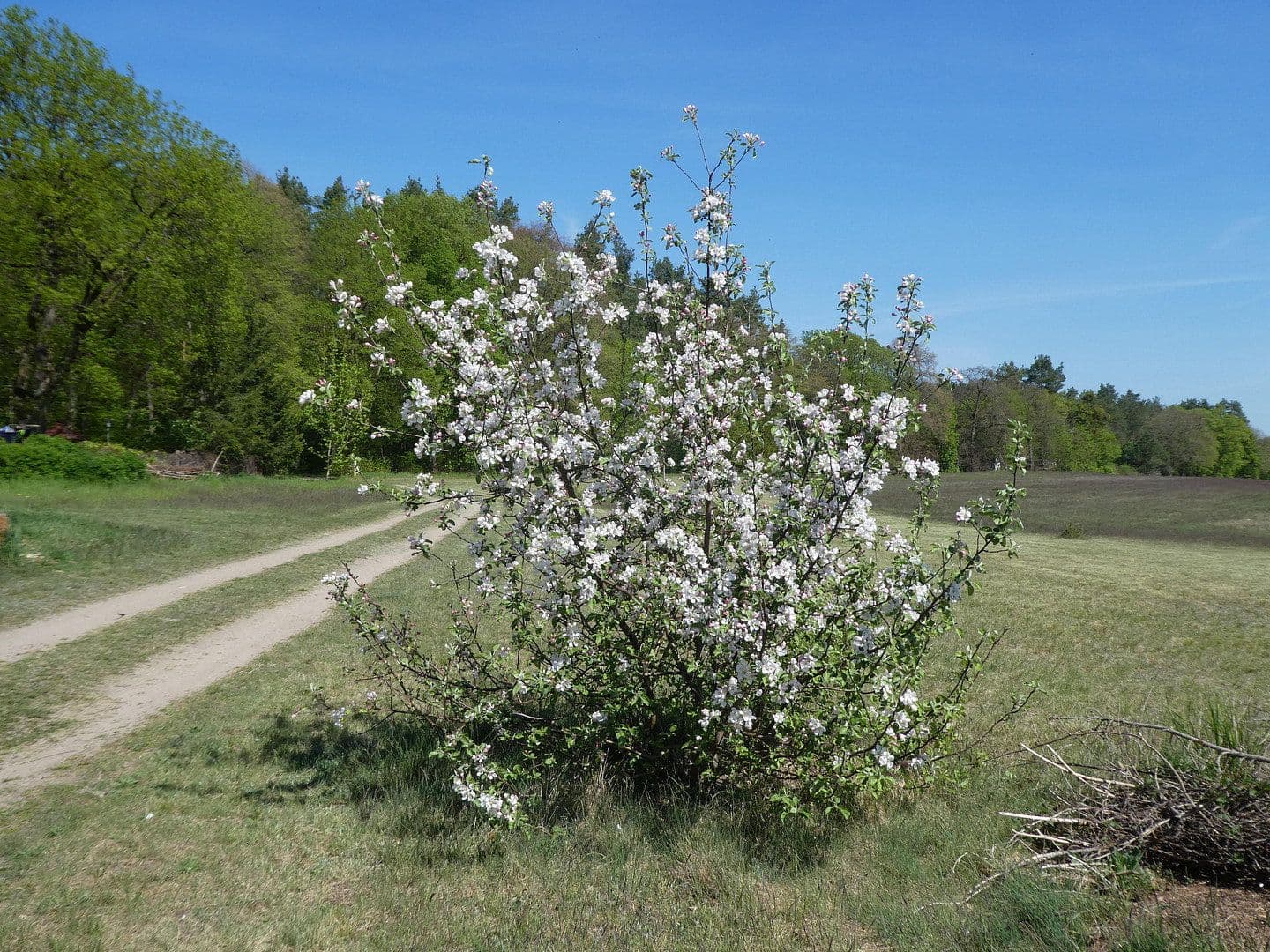 Prodej domu 400 m², pozemek 16.800 m², Templin, Braniborsko Prodej domu 400 m², pozemek 16.800 m², Templin, Braniborsko