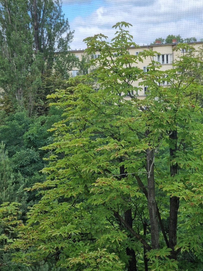 Prodej bytu 2+1 48 m², Albrecht-Achilles-Straße, 6, Berlin, Berlín Prodej bytu 2+1 48 m², Albrecht-Achilles-Straße, 6, Berlin, Berlín
