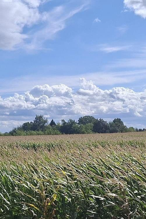 Prodej domu 140 m², pozemek 3.661 m², Oderaue, Braniborsko Prodej domu 140 m², pozemek 3.661 m², Oderaue, Braniborsko