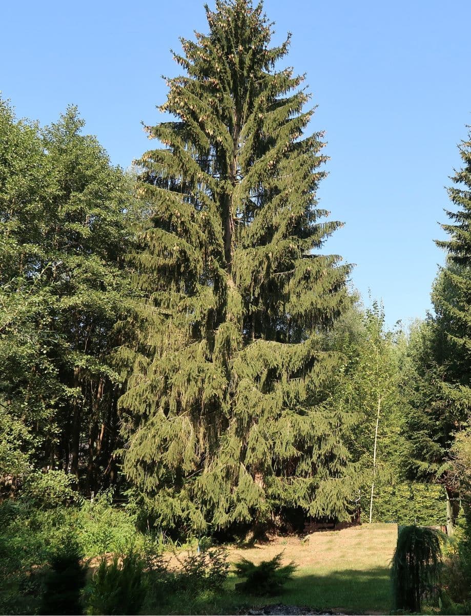 Prodej domu 67 m², pozemek 825 m², Veselíčko, Jihočeský kraj Prodej domu 67 m², pozemek 825 m², Veselíčko, Jihočeský kraj