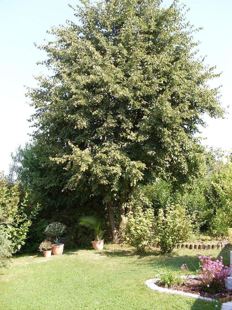 Pronájem domu 150 m², pozemek 767 m², Feuerdornweg 4, Ravenstein, Bádensko-Württembersko Pronájem domu 150 m², pozemek 767 m², Feuerdornweg 4, Ravenstein, Bádensko-Württembersko