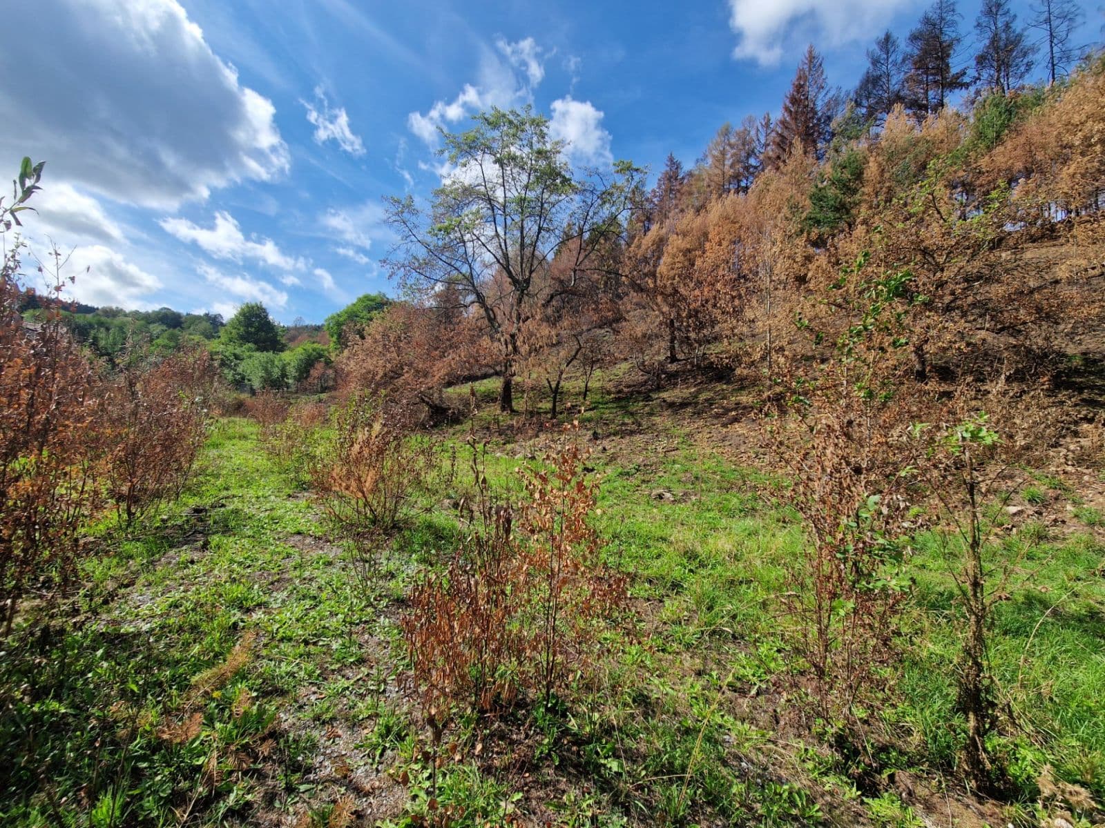 Prodej pozemku 15.955 m², Žihobce, Plzeňský kraj Prodej pozemku 15.955 m², Žihobce, Plzeňský kraj