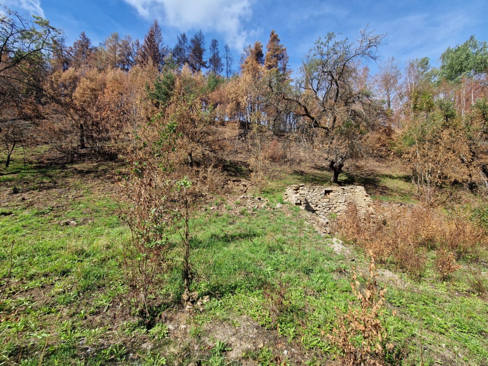 Prodej pozemku 15.955 m², Žihobce, Plzeňský kraj Prodej pozemku 15.955 m², Žihobce, Plzeňský kraj