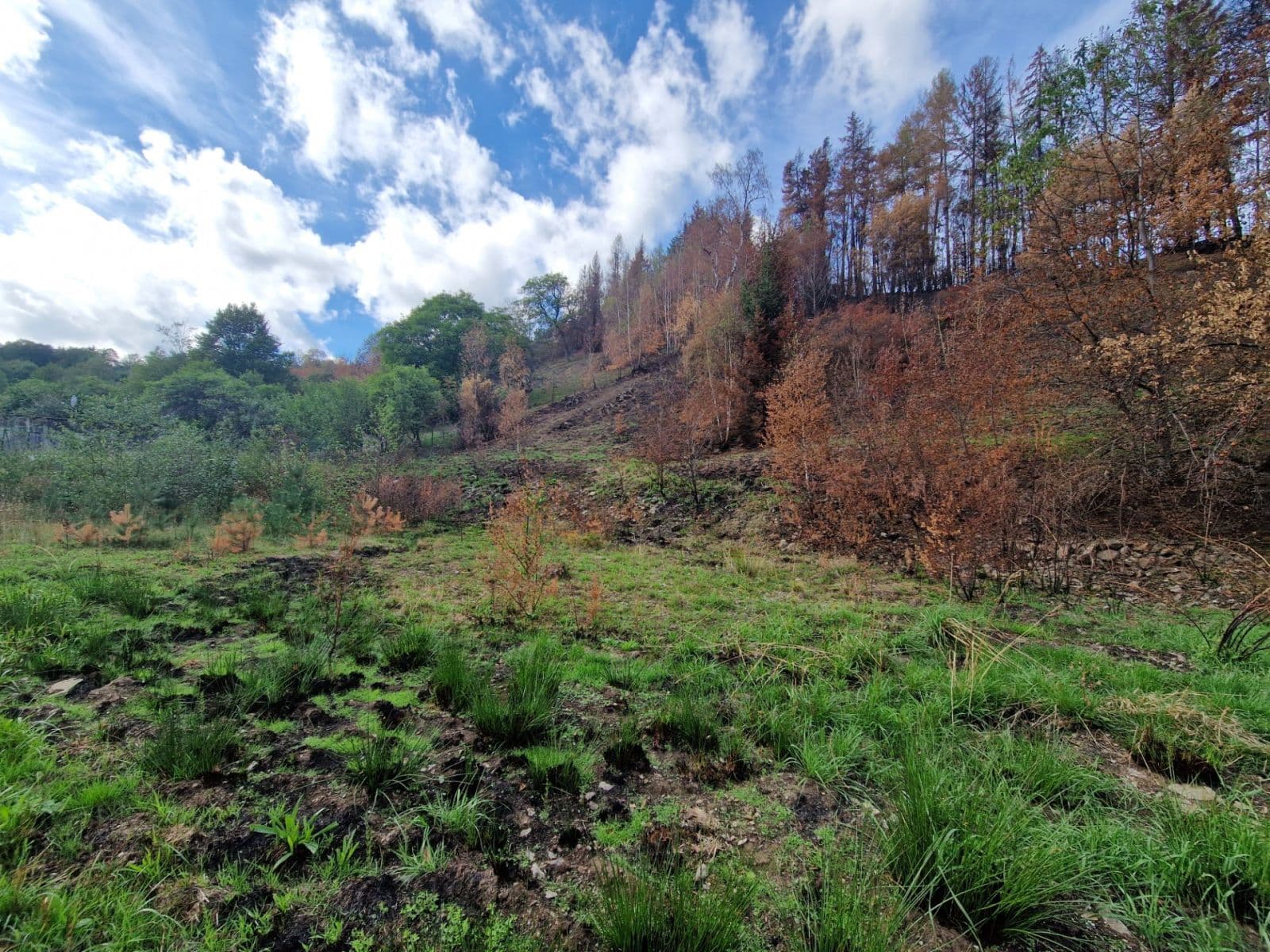 Prodej pozemku 15.955 m², Žihobce, Plzeňský kraj Prodej pozemku 15.955 m², Žihobce, Plzeňský kraj