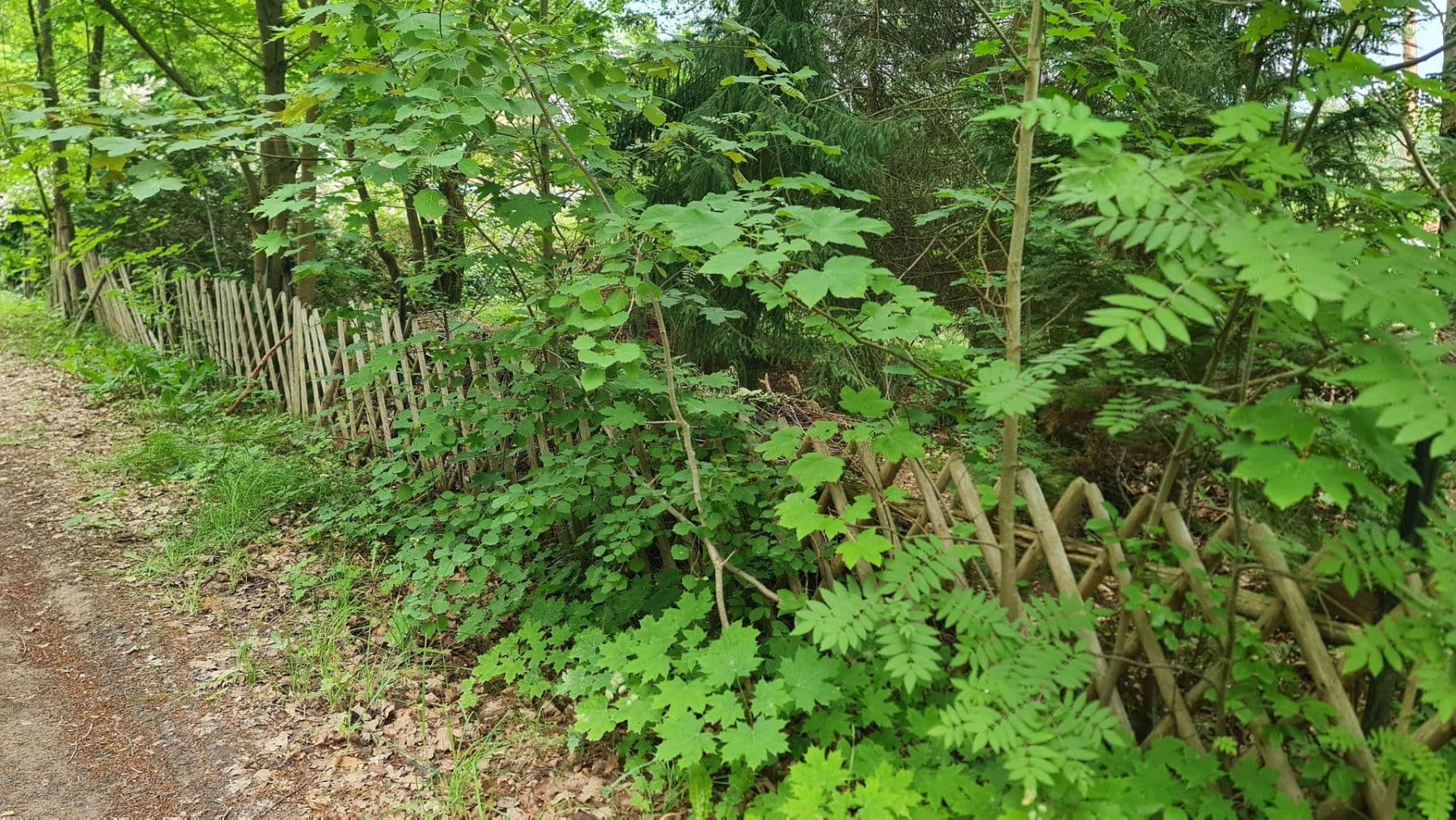 Prodej pozemku 1.096 m², Holunderweg 14, Wandlitz, Braniborsko Prodej pozemku 1.096 m², Holunderweg 14, Wandlitz, Braniborsko