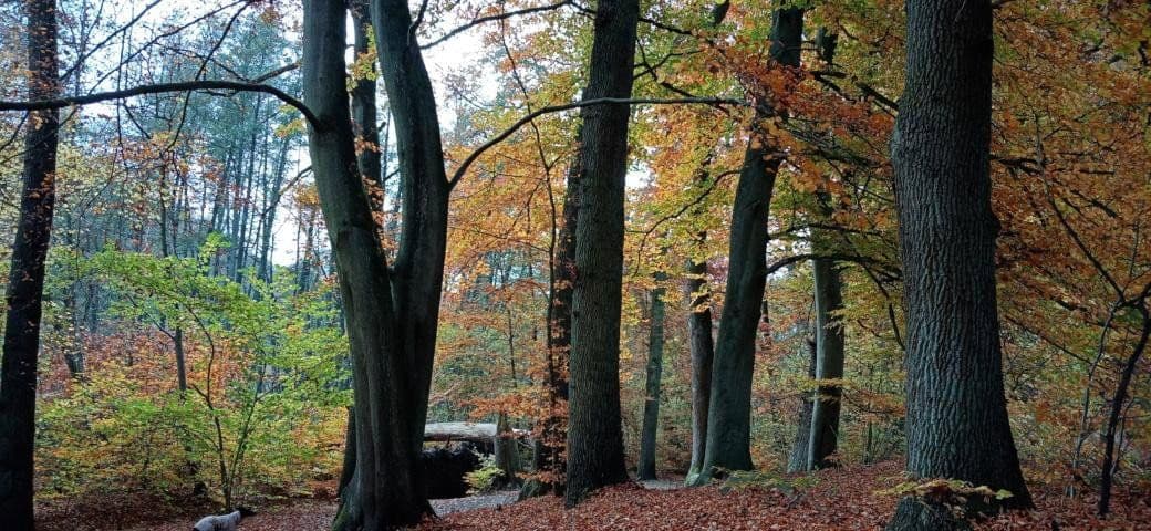 Prodej domu 136 m², pozemek 850 m², Reinbek, Šlesvicko-Holštýnsko Prodej domu 136 m², pozemek 850 m², Reinbek, Šlesvicko-Holštýnsko