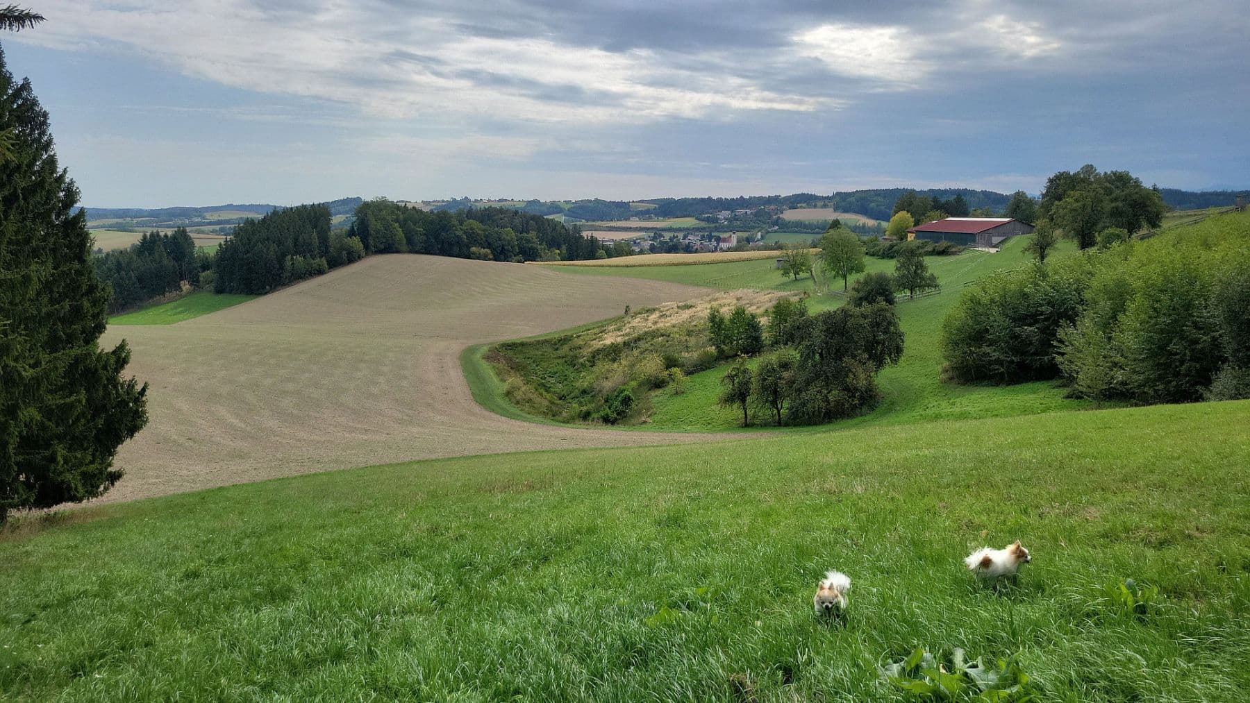 Prodej domu 200 m², pozemek 6.000 m², Pichl bei Wels, Horní Rakousko Prodej domu 200 m², pozemek 6.000 m², Pichl bei Wels, Horní Rakousko