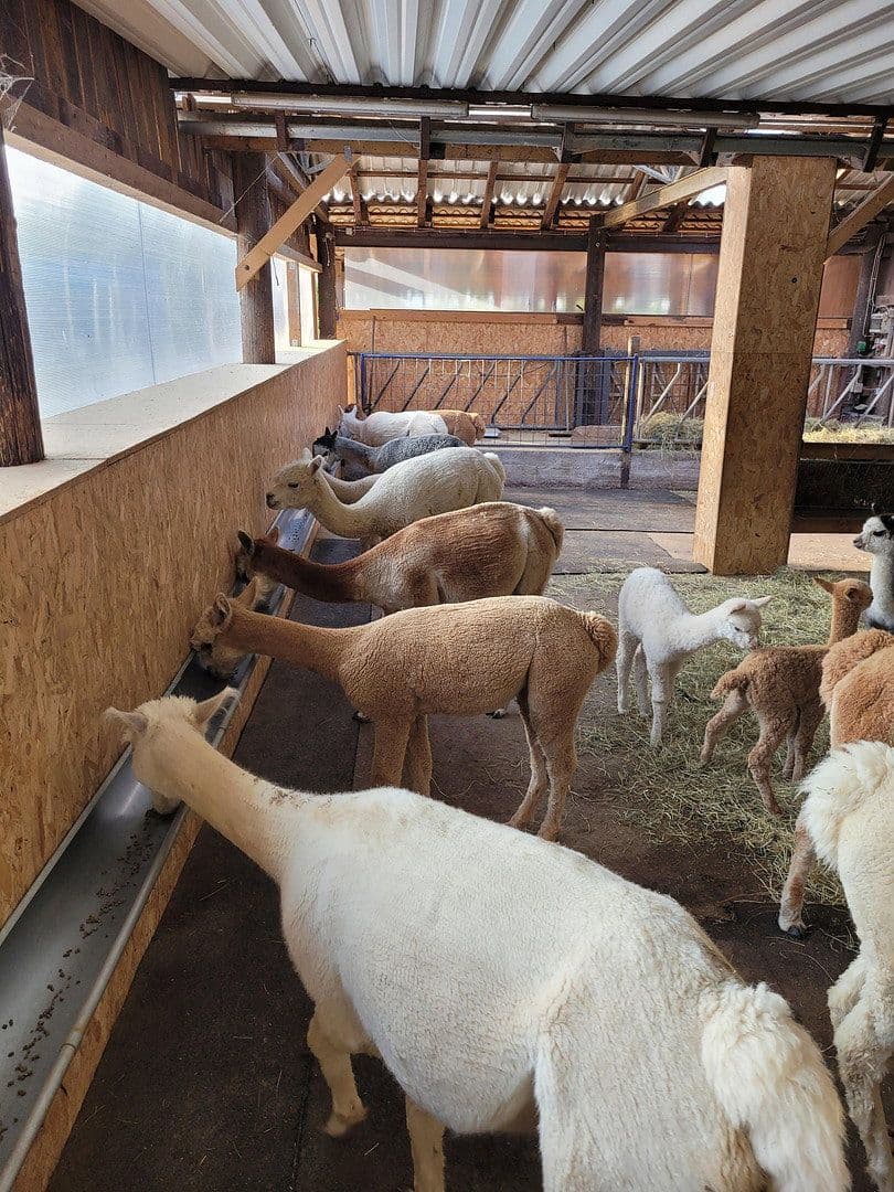Prodej domu 280 m², pozemek 25.000 m², Busenhausen, Porýní-Falc Prodej domu 280 m², pozemek 25.000 m², Busenhausen, Porýní-Falc