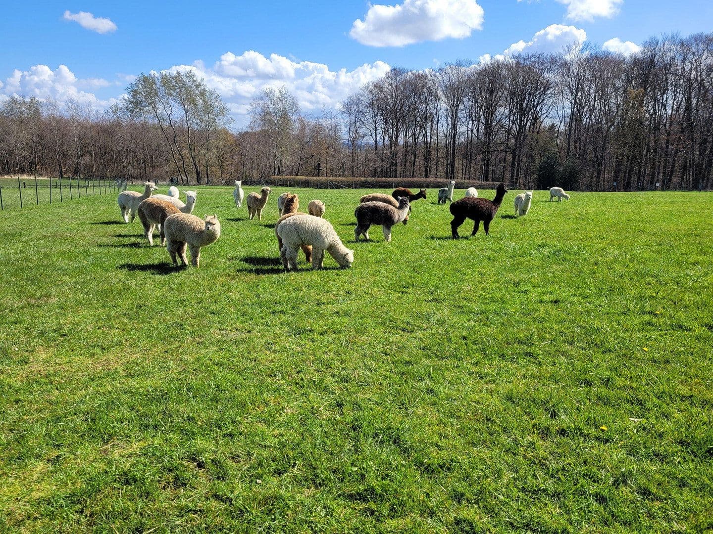 Prodej domu 280 m², pozemek 25.000 m², Busenhausen, Porýní-Falc Prodej domu 280 m², pozemek 25.000 m², Busenhausen, Porýní-Falc