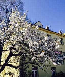 Pronájem bytu 1+kk 30 m², V Domově, Praha, Praha Pronájem bytu 1+kk 30 m², V Domově, Praha, Praha