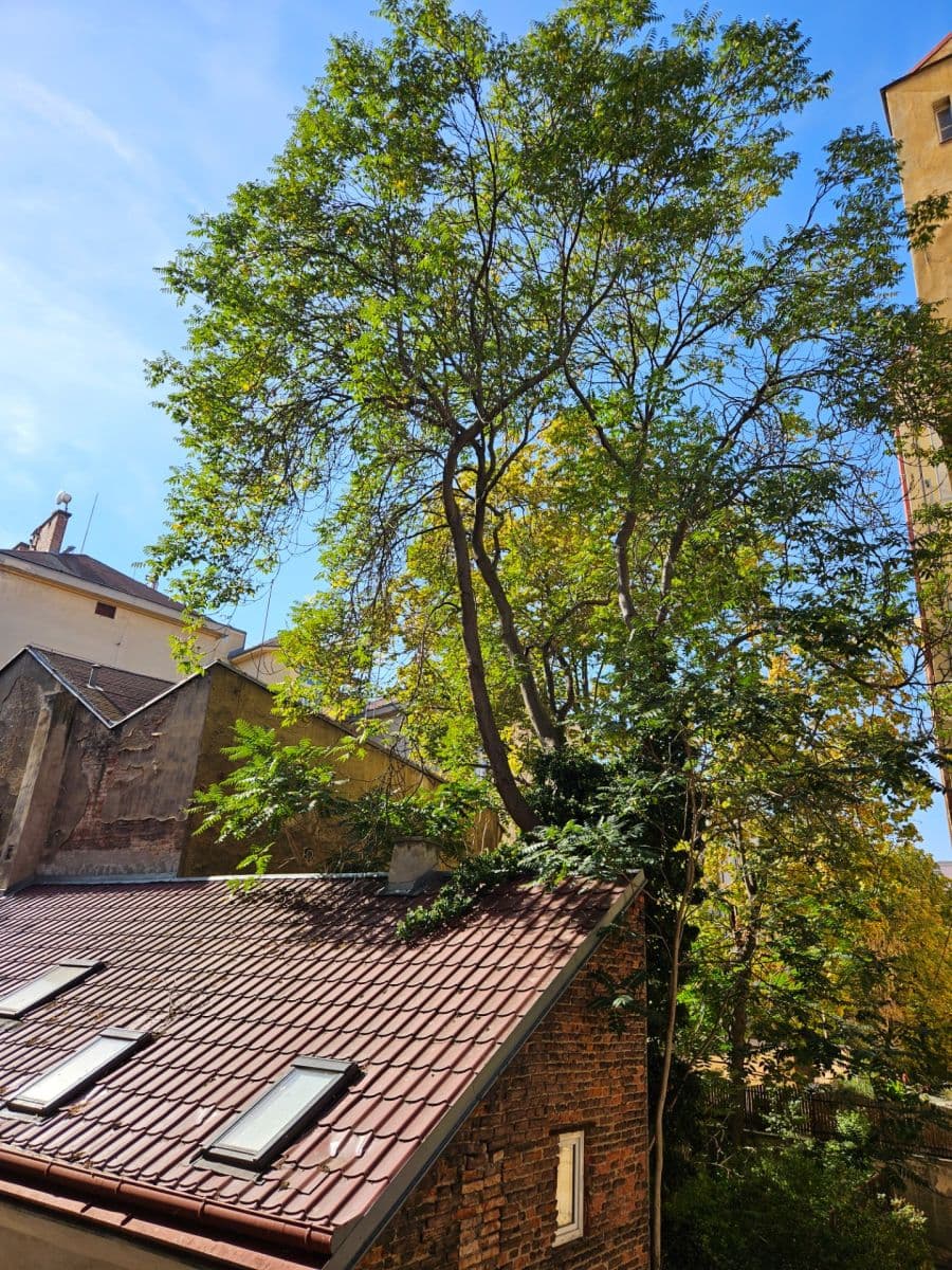 Pronájem bytu 2+1 65 m², Krásova, Praha, Praha Pronájem bytu 2+1 65 m², Krásova, Praha, Praha
