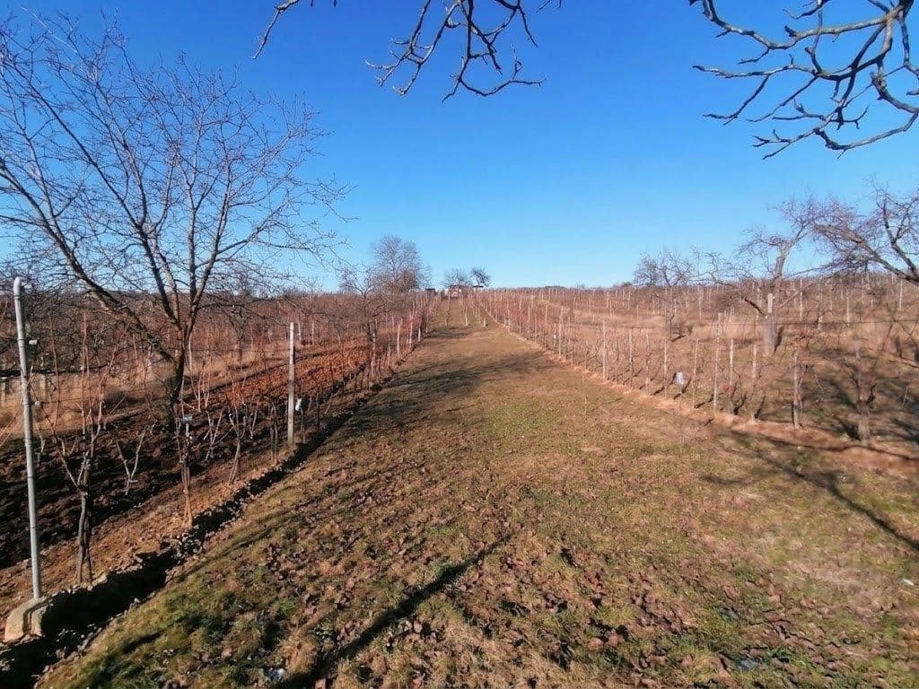 Prodej pozemku 2.596 m², Bzenec, Jihomoravský kraj Prodej pozemku 2.596 m², Bzenec, Jihomoravský kraj