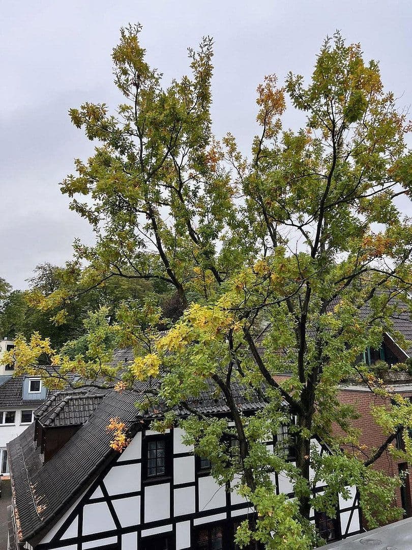 Prodej bytu 1+1 51 m², Holzgasse 46, Siegburg, Severní Porýní-Vestfálsko Prodej bytu 1+1 51 m², Holzgasse 46, Siegburg, Severní Porýní-Vestfálsko