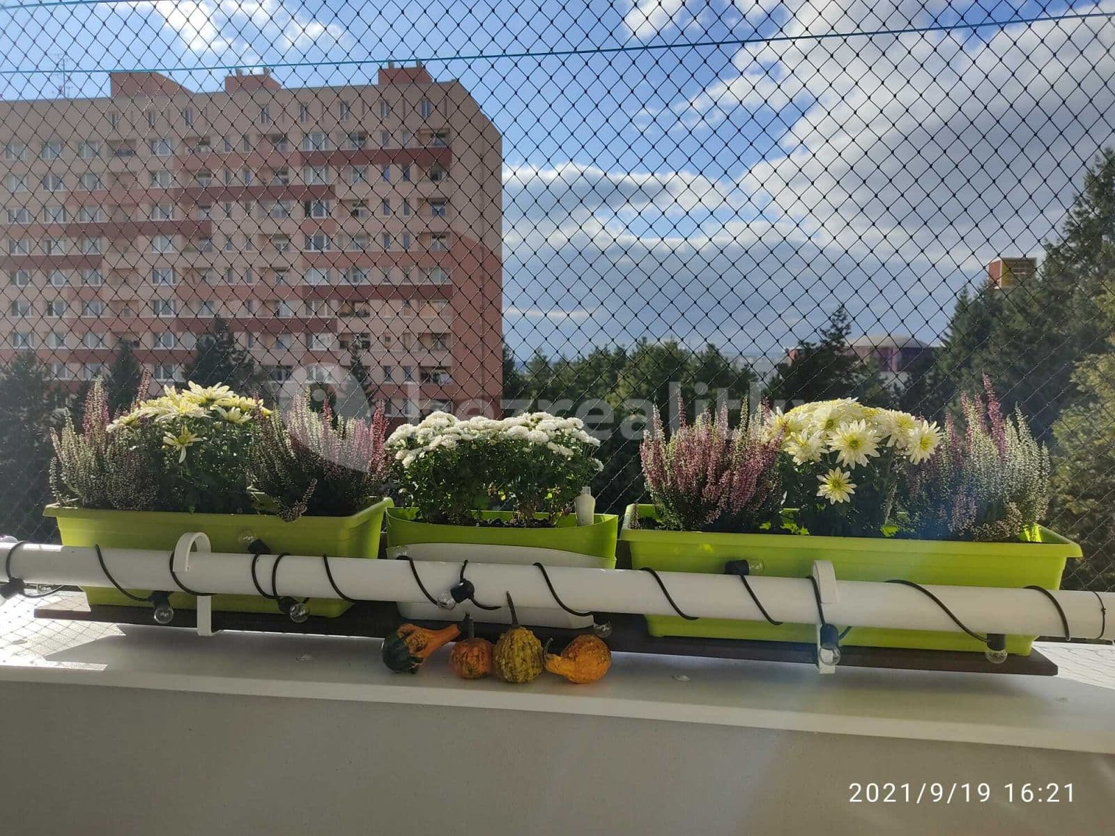 Pronájem bytu 1+1 32 m², Halasovo náměstí, Brno, Jihomoravský kraj Pronájem bytu 1+1 32 m², Halasovo náměstí, Brno, Jihomoravský kraj