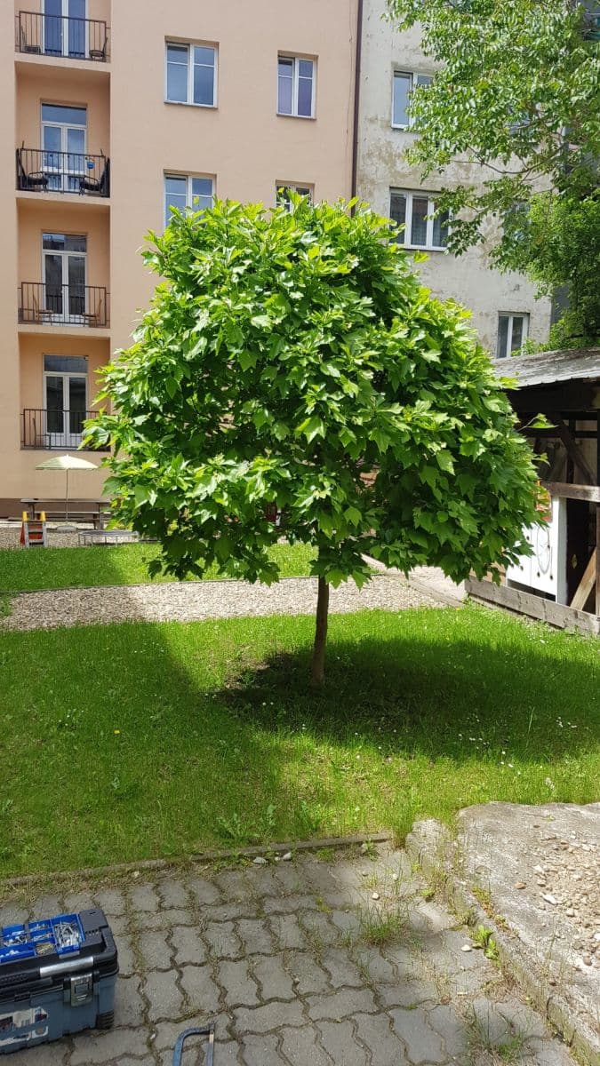 Pronájem bytu 2+1 53 m², Příční, Brno, Jihomoravský kraj Pronájem bytu 2+1 53 m², Příční, Brno, Jihomoravský kraj