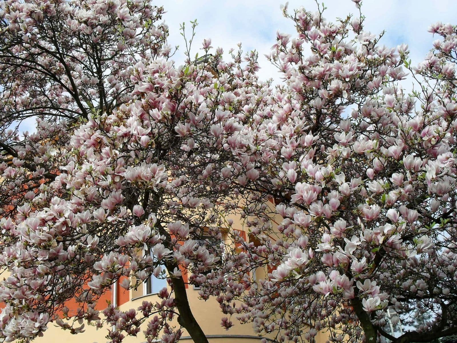 Pronájem bytu 3+1 80 m², Na Okrouhlíku, Praha, Praha Pronájem bytu 3+1 80 m², Na Okrouhlíku, Praha, Praha