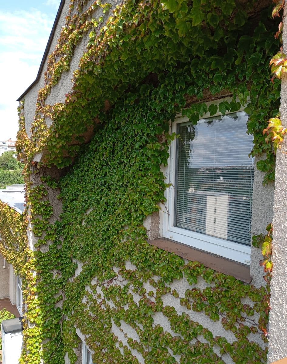 Pronájem bytu 2+1 57 m², Mezivrší, Praha, Praha Pronájem bytu 2+1 57 m², Mezivrší, Praha, Praha