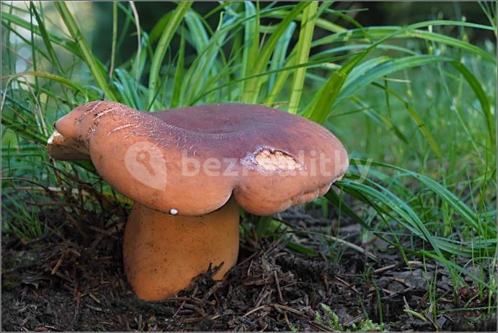 Pronájem chaty, chalupy 70 m², pozemek 1.000 m², Vrbice, Jihočeský kraj Pronájem chaty, chalupy 70 m², pozemek 1.000 m², Vrbice, Jihočeský kraj