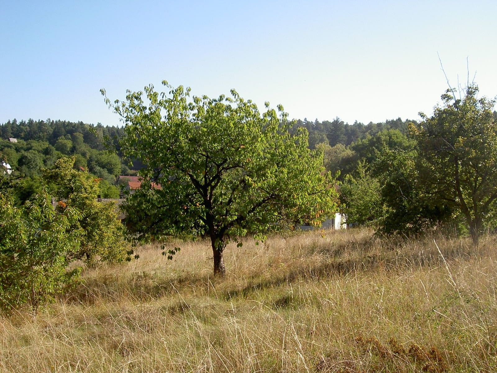 Prodej pozemku 1.171 m², Obecní, Březí, Středočeský kraj Prodej pozemku 1.171 m², Obecní, Březí, Středočeský kraj