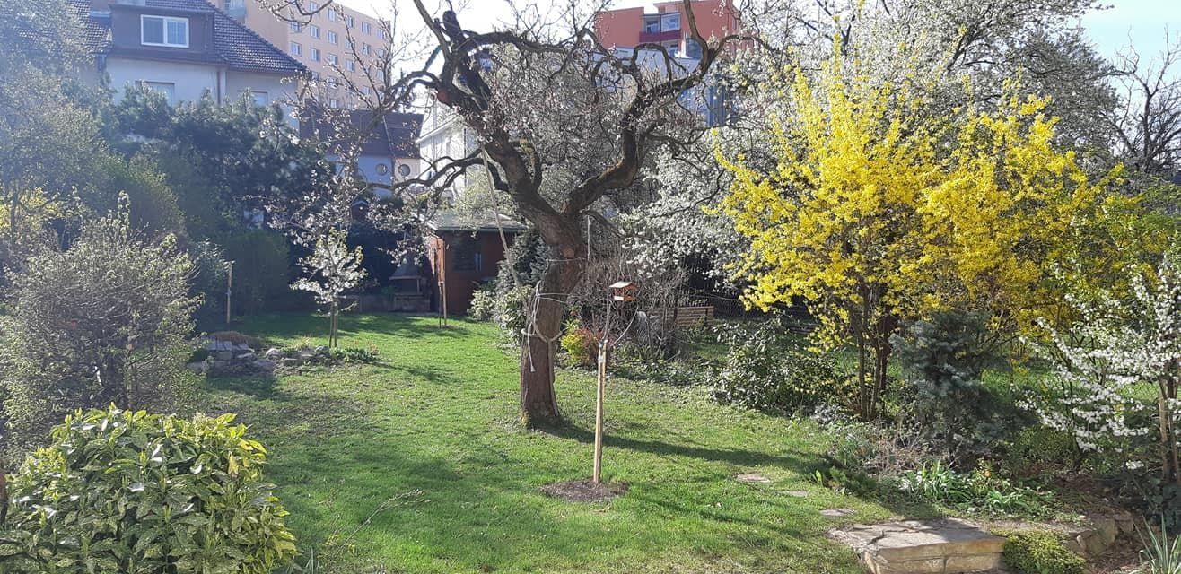 Pronájem bytu 2+kk 44 m², Škroupova, Brno, Jihomoravský kraj Pronájem bytu 2+kk 44 m², Škroupova, Brno, Jihomoravský kraj