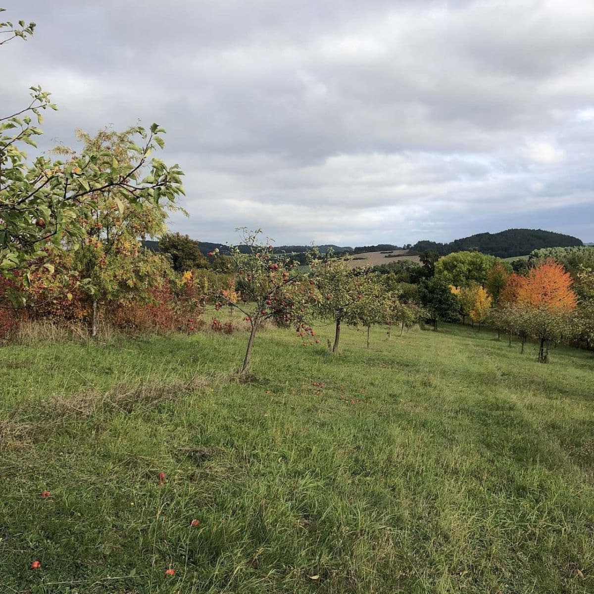 Pronájem chaty, chalupy, Skály, Jihočeský kraj Pronájem chaty, chalupy, Skály, Jihočeský kraj