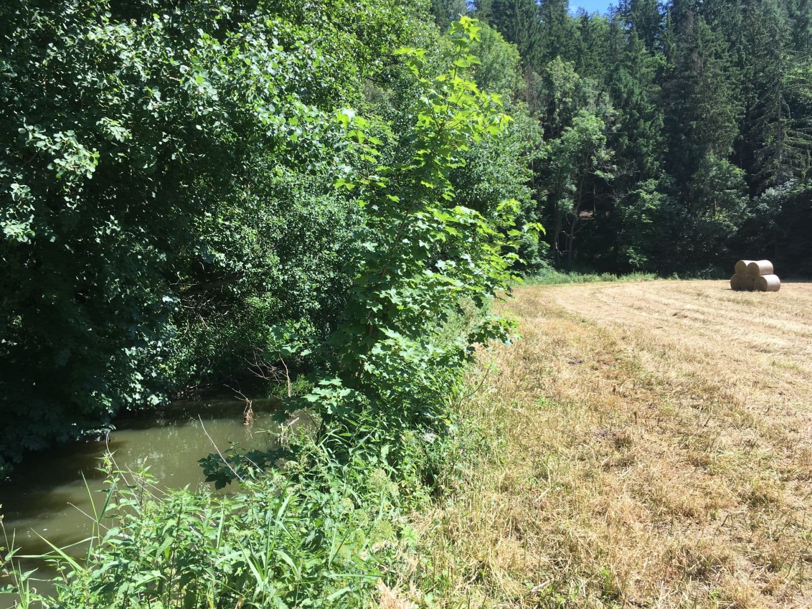 Prodej pozemku 6.060 m², Hlavní, Družec, Středočeský kraj Prodej pozemku 6.060 m², Hlavní, Družec, Středočeský kraj