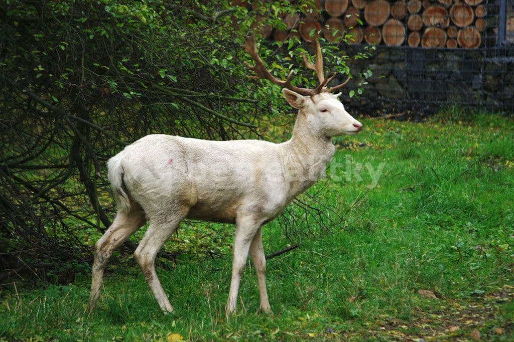 Pronájem bytu 3+1 90 m², Hekrova, Praha, Praha Pronájem bytu 3+1 90 m², Hekrova, Praha, Praha