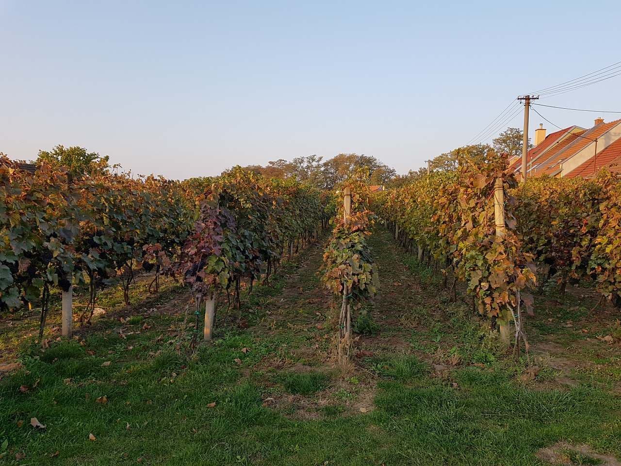 Pronájem chaty, chalupy, Prušánky, Jihomoravský kraj Pronájem chaty, chalupy, Prušánky, Jihomoravský kraj