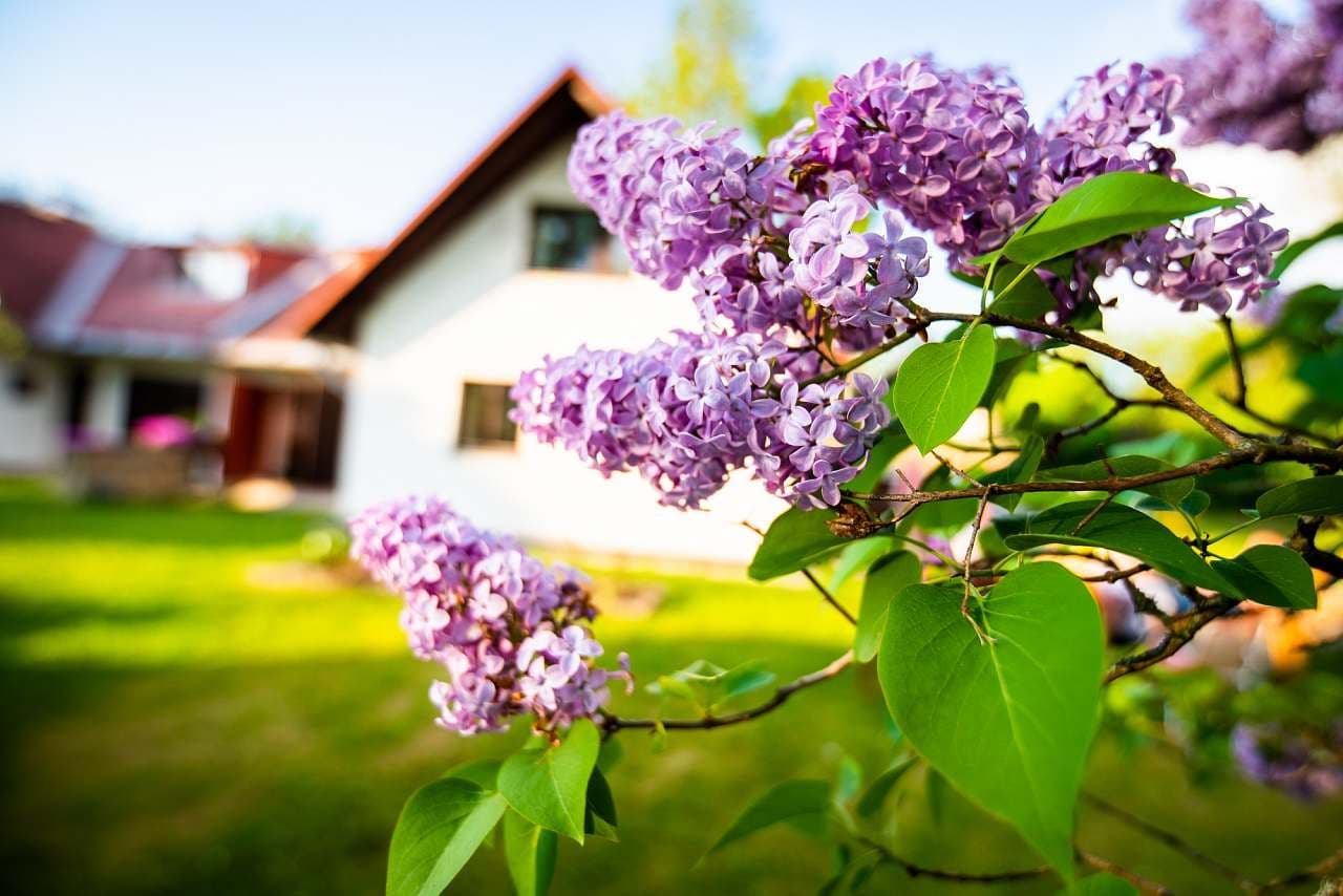 Pronájem chaty, chalupy, Horní Planá, Jihočeský kraj Pronájem chaty, chalupy, Horní Planá, Jihočeský kraj