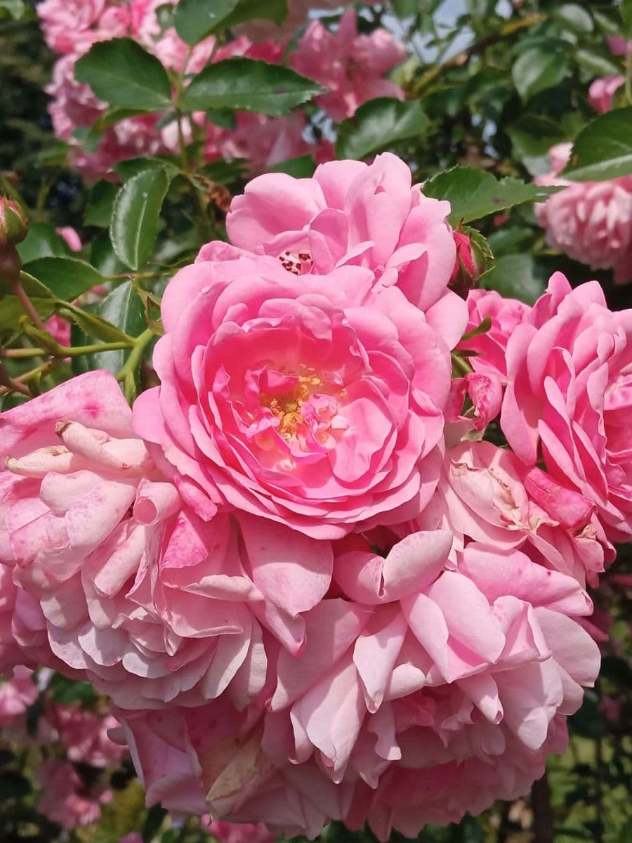 Pronájem chaty, chalupy, Horní Planá, Jihočeský kraj Pronájem chaty, chalupy, Horní Planá, Jihočeský kraj