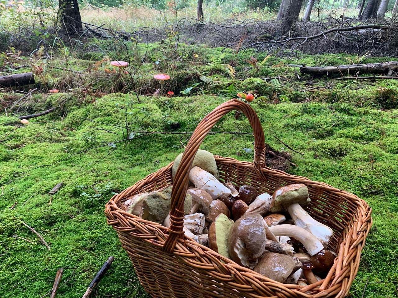 Pronájem chaty, chalupy, Čenkovice, Pardubický kraj Pronájem chaty, chalupy, Čenkovice, Pardubický kraj