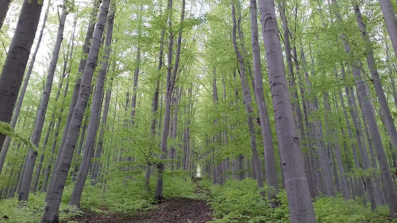 Pronájem chaty, chalupy, Řeka, Moravskoslezský kraj Pronájem chaty, chalupy, Řeka, Moravskoslezský kraj