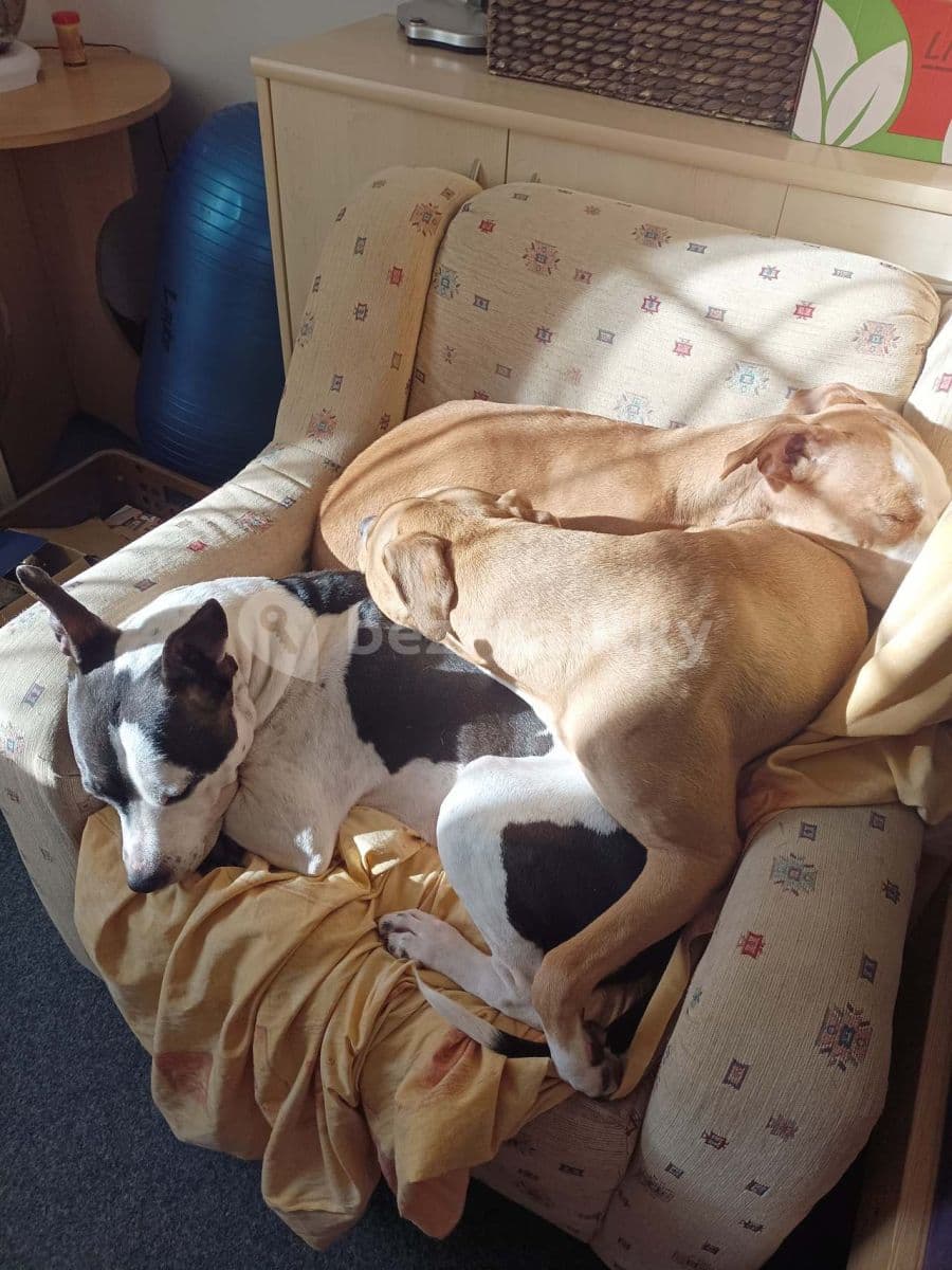 Pronájem chaty, chalupy, Nové Hutě, Jihočeský kraj Pronájem chaty, chalupy, Nové Hutě, Jihočeský kraj