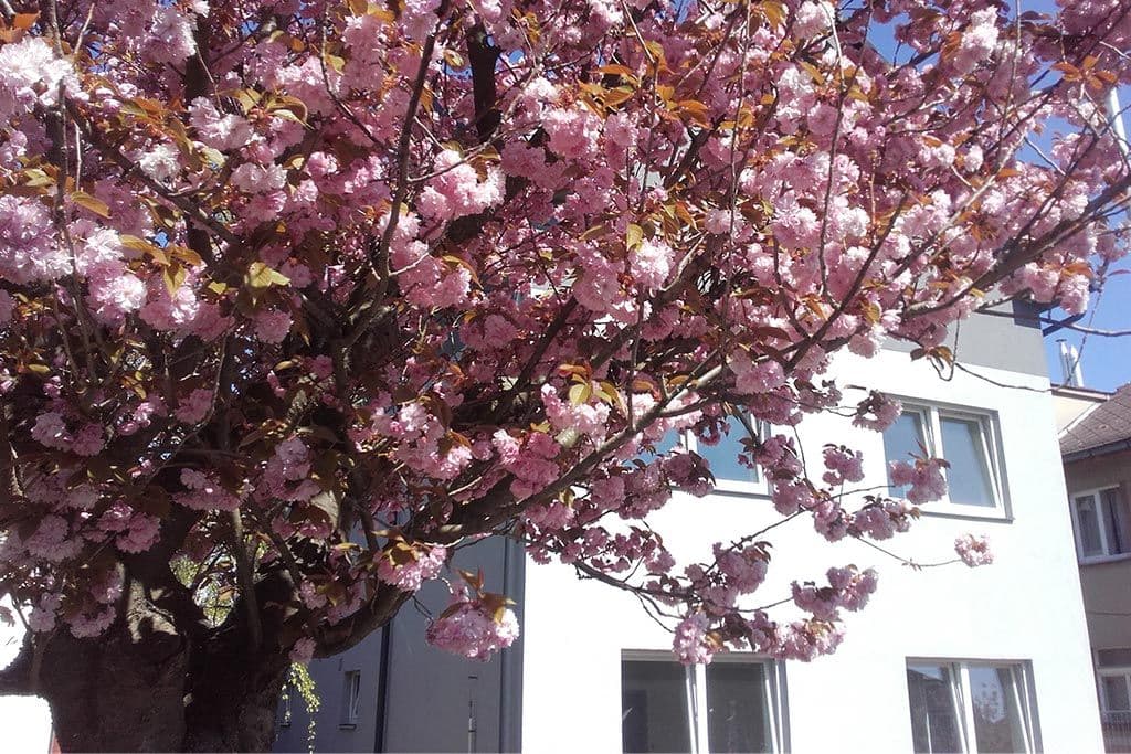 Pronájem bytu 2+kk 43 m², Sládkova, Hradec Králové, Královéhradecký kraj Pronájem bytu 2+kk 43 m², Sládkova, Hradec Králové, Královéhradecký kraj