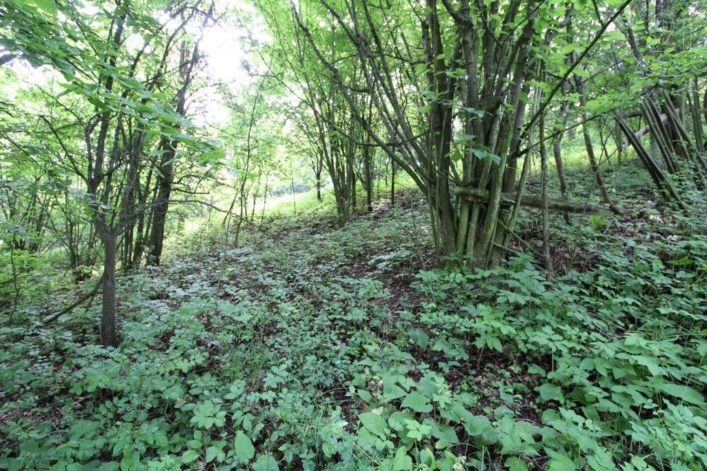 Prodej pozemku 2.406 m², Skalsko, Středočeský kraj Prodej pozemku 2.406 m², Skalsko, Středočeský kraj