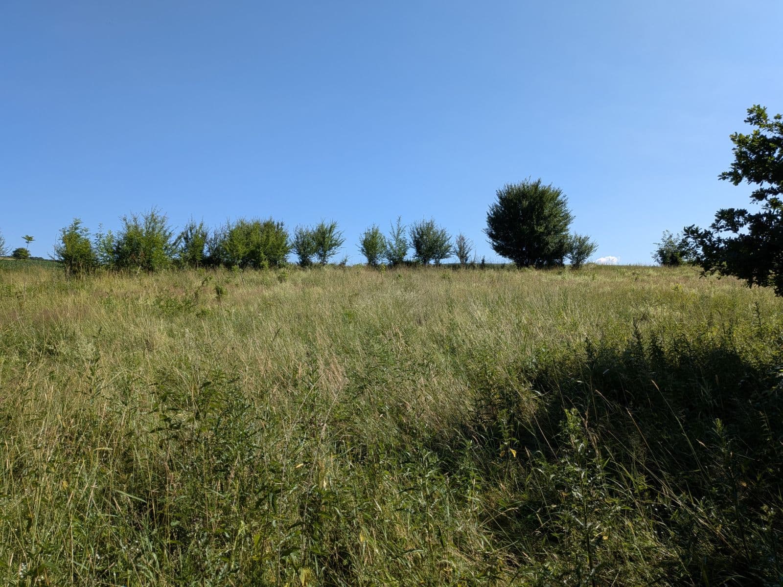 Prodej pozemku 11.768 m², Všeruby, Plzeňský kraj Prodej pozemku 11.768 m², Všeruby, Plzeňský kraj