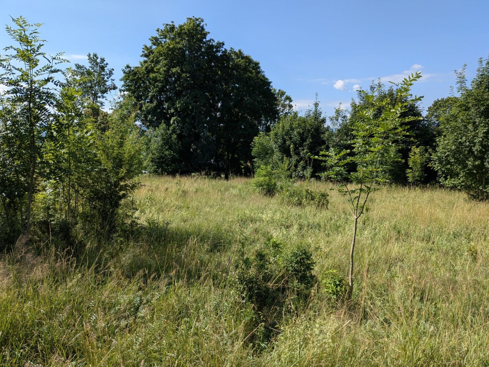 Prodej pozemku 11.768 m², Všeruby, Plzeňský kraj Prodej pozemku 11.768 m², Všeruby, Plzeňský kraj