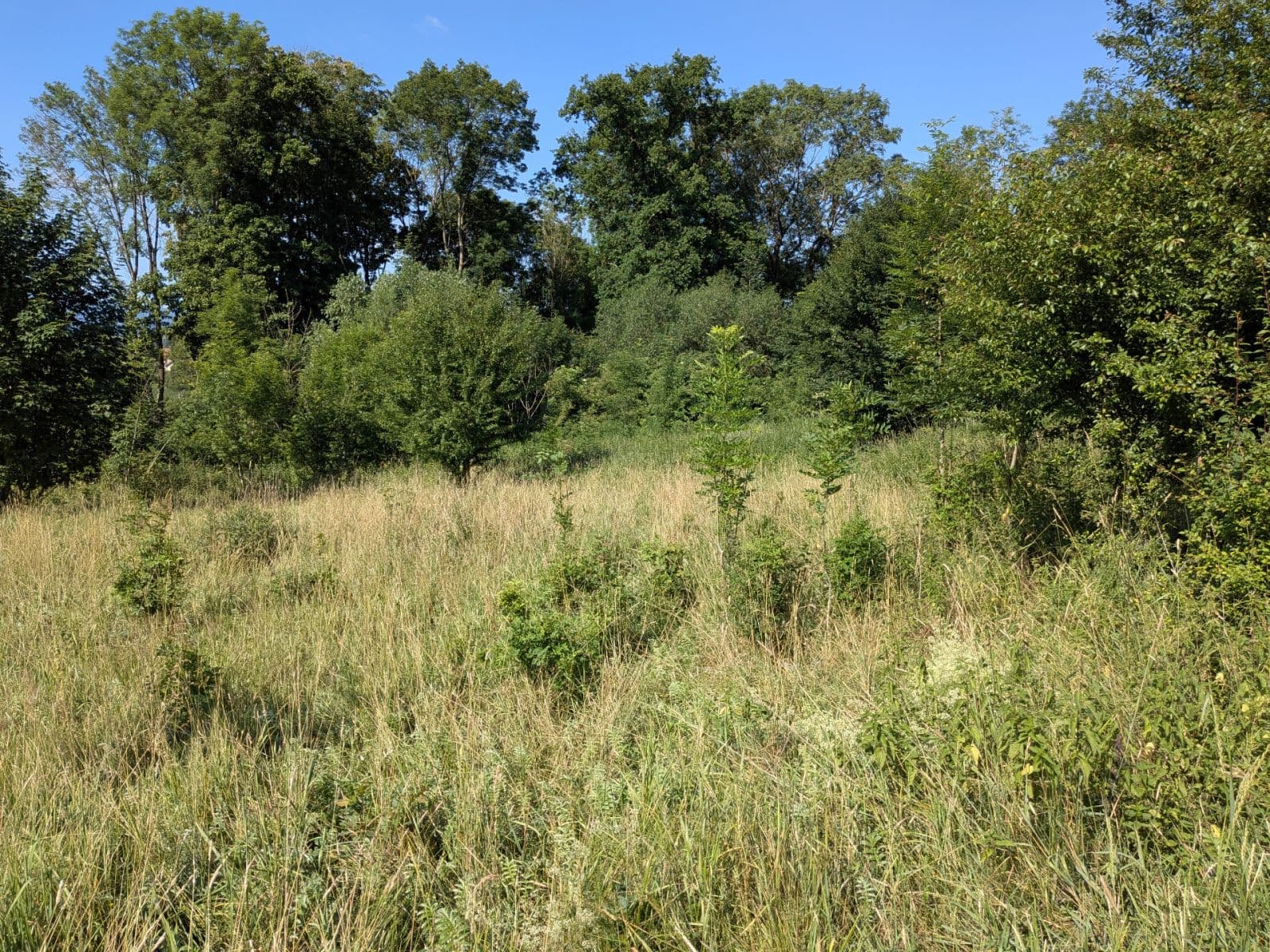 Prodej pozemku 11.768 m², Všeruby, Plzeňský kraj Prodej pozemku 11.768 m², Všeruby, Plzeňský kraj